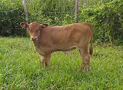Vache Ndama adulte en bonne santé