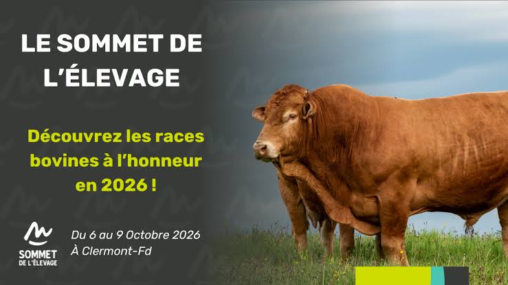 Vache Ndama adulte en bonne santé
